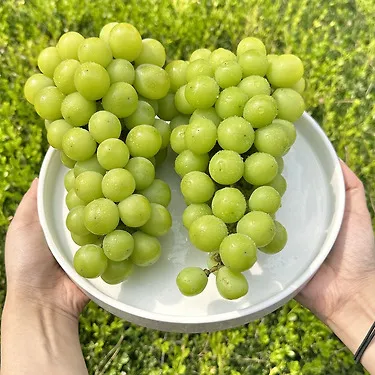 국내산 샤인머스켓 2kg 8,900원 (무료)
