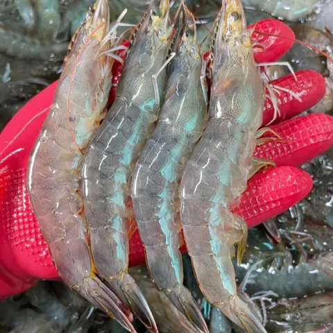 국내산 횟감 활 흰다리새우, 1kg, 1팩 19,800원 (무료)