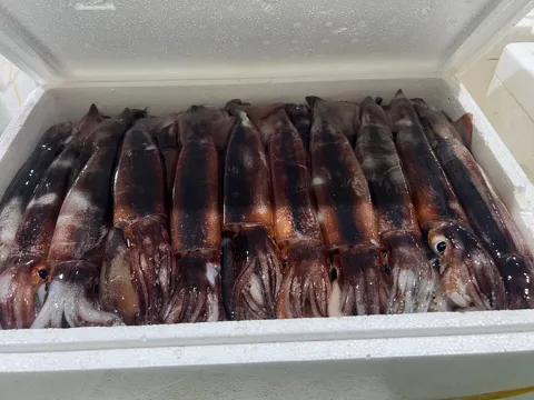 국내산 생물오징어 1kg(4~5미)