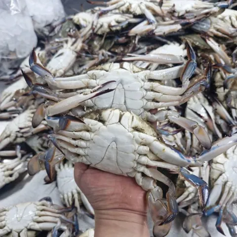 서해안 자연산 활 꽃게 100% 생물 3kg 9-18미내외