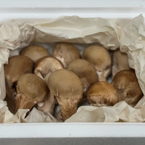 가정용 참송이버섯 500g