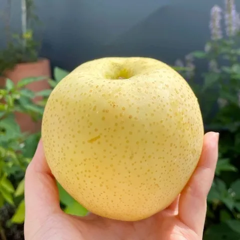 국내산 햇배 4kg 중소과