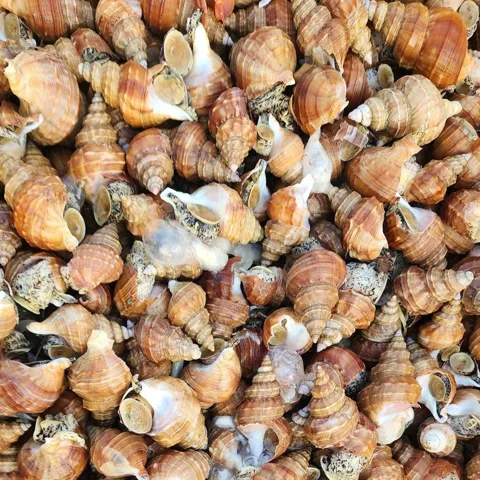 포항 당일바리 활 살고동 소 2kg(100미 내외)