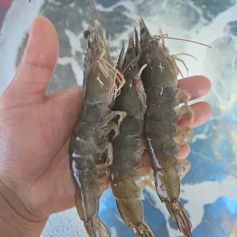 산지직송 국내산 생물 활 새우 2kg (55미내외) 당일조업