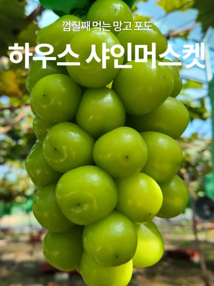 [G마켓] 산지직송 고당도 샤인머스켓 2kg 3~4수 (12,980원 / 무배)