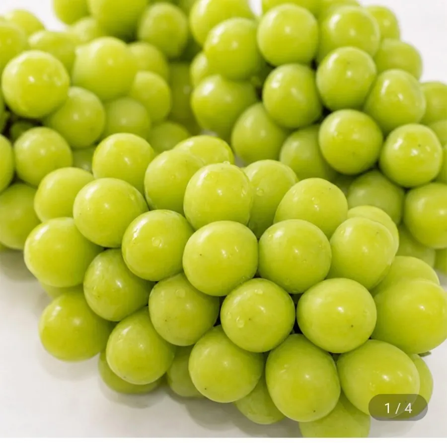 [지마켓]김천하우스 샤인머스켓 2kg 실속형 4-5수(11,750원/무료)