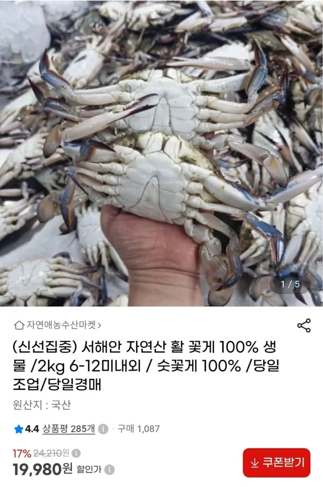 [지마켓] 서해안 자연산 활 꽃게 100% 생물 2kg 6-12미내외 (19,980원/무료)