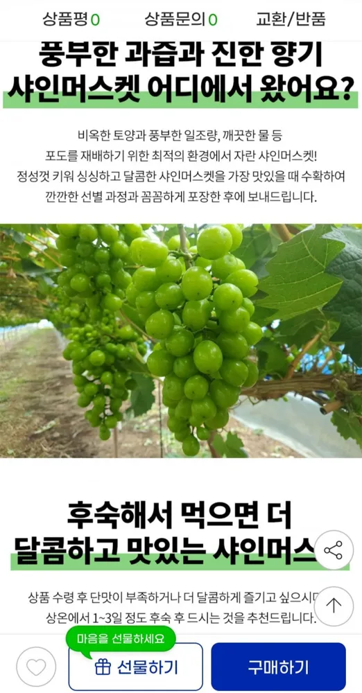 [지마켓] 산지직송 고당도 샤인머스켓 2kg 3~4수 (12,980원/무료배송)