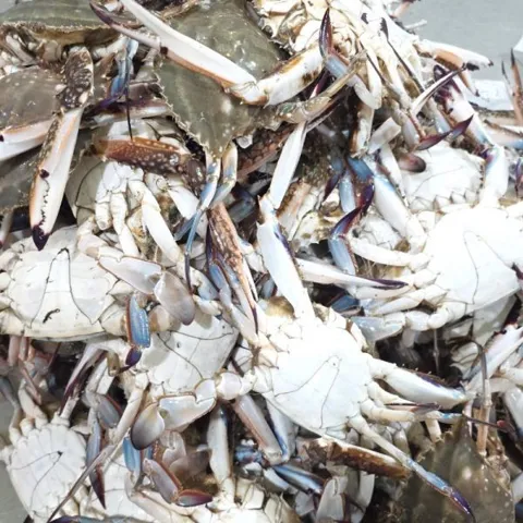 (신선집중)국내산 서해 5도 제철 활 숫꽃게 2kg 8~12미
