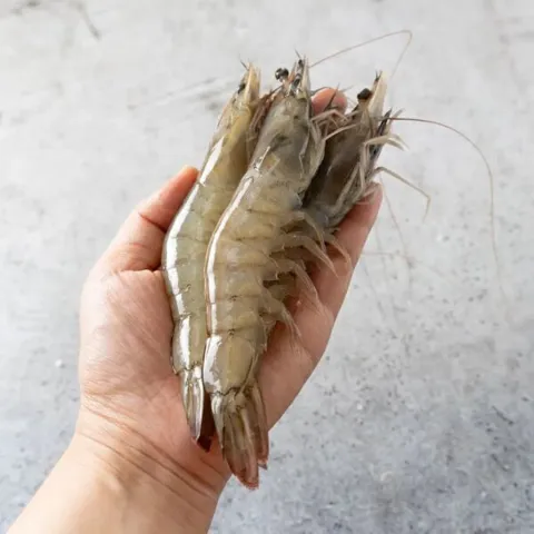 국내산 활 흰다리새우 대 500g