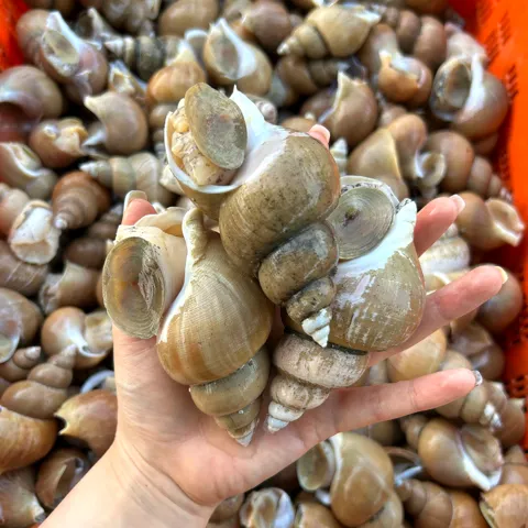 활 백고동 소소 1kg