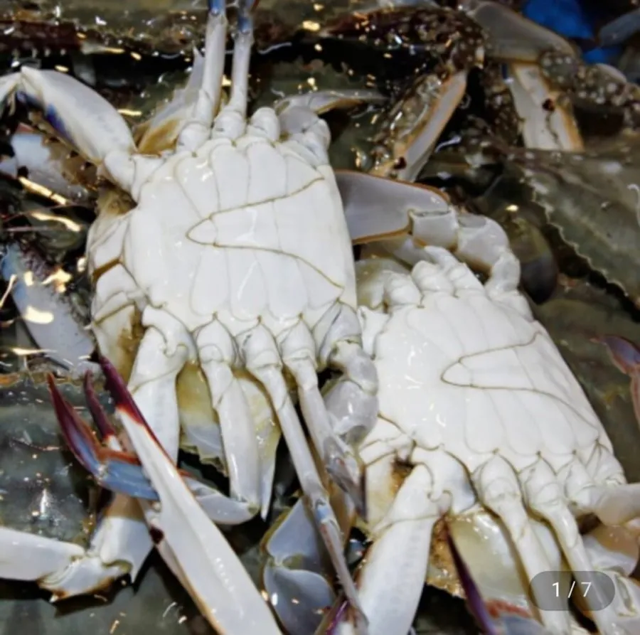 [지마켓] 국내산 당일조업 활 숫꽃게 1kg+1kg (19,990원/무료)
