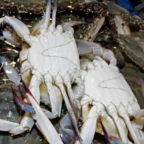 국내산 당일조업 활 숫꽃게 1kg+1kg