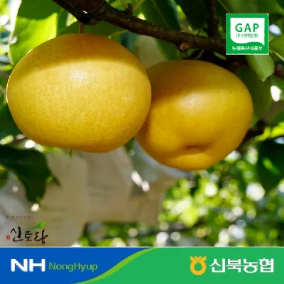 신북농협 GAP 영암 신고배 가정용 3kg 중소과