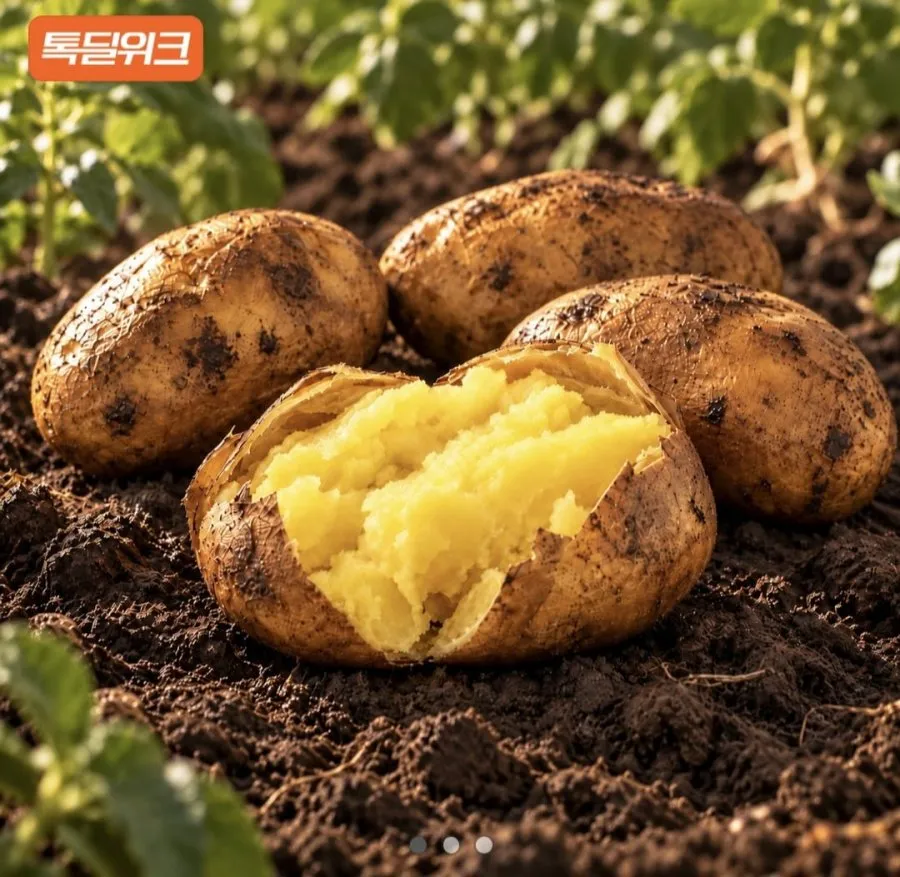 [카카오] 2026 골든에그 햇감자 5kg 찜용 (13,440원 / 무료)