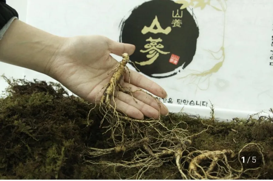 [네이버] 국산 산양산삼 5~10년 가정용, 선물용(59,000원~/무료)