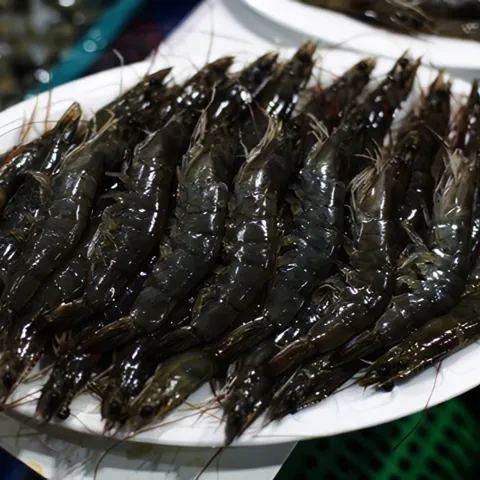 횟감 가능 신안 활새우 1kg