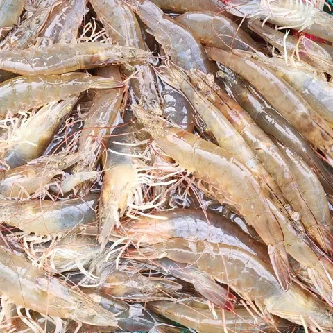 서해 자연산 대하 새우 1kg 25미 내외