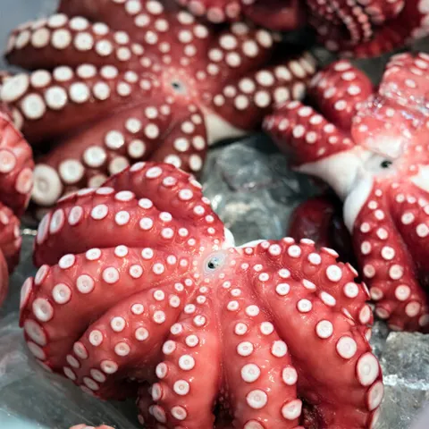 자숙문어 대 1마리 약700g~900g
