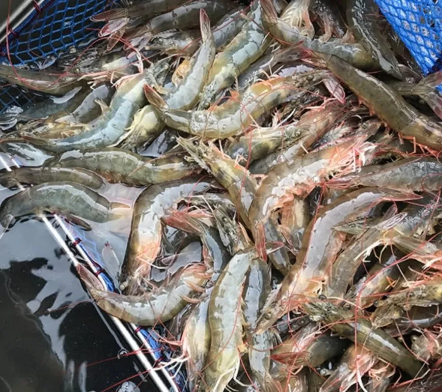 [우체국쇼핑] 활 흰다리새우 1kg 30-40미 (16,870원/무료)