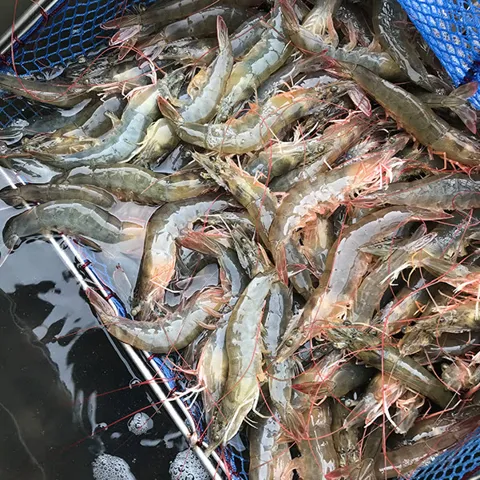 활 흰다리새우 1kg 30-40미