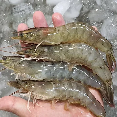 국내산 생물 흰다리 새우 1kg