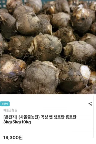 곡성 햇 생토란 흙토란 3kg