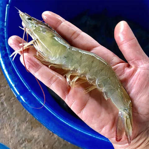 국내산 제철 흰다리 왕새우 1kg(30미 내외)