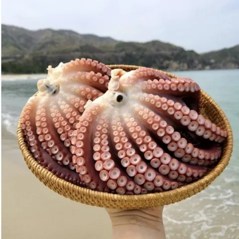 동해 삼척 피문어 1kg+1kg