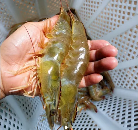 신안 활 흰다리새우 1kg(34미내외)