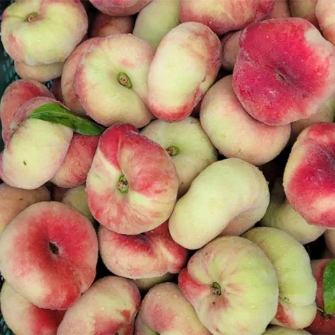 국내산 거반도 납작복숭아 특품 2kg