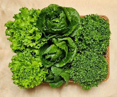 국내산 유러피안 상추 믹스 4종 1kg