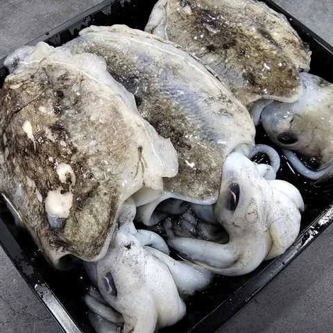 국내산 생물 활 갑오징어 1kg 4-6미