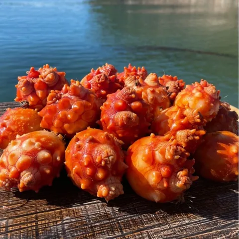 국내산 통영 제철 활멍게 (8-12미) 1kg