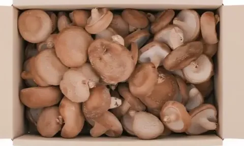 무안 도담 표고버섯 못난이 1kg