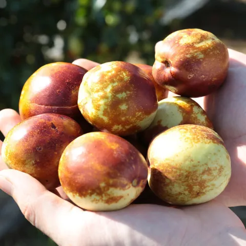 햇 사과대추 1kg (혼합과)