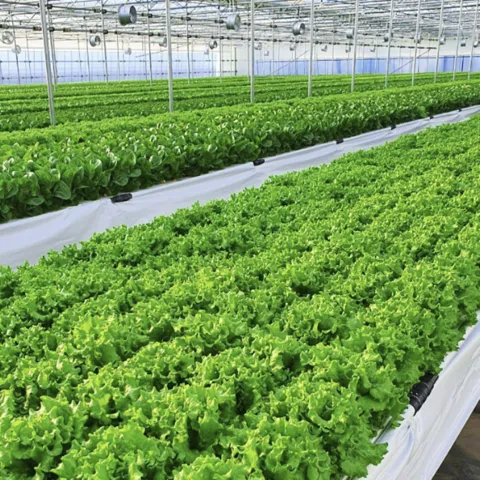 샐러드용 채소 모듬 1kg (3종 이상) 스마트팜 재배