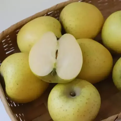 시나노골드 황금사과 가정용 5kg 소과