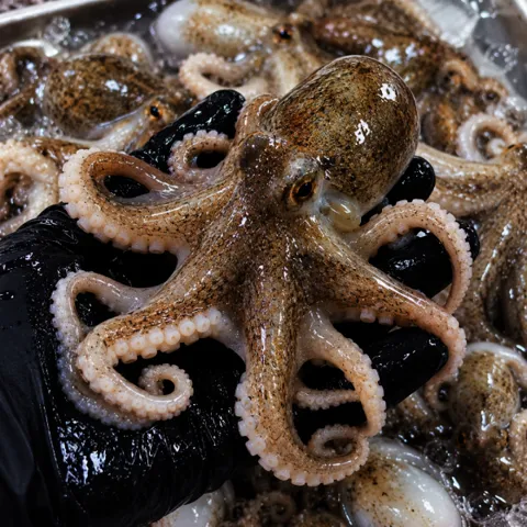 국내산 활 쭈꾸미 1kg