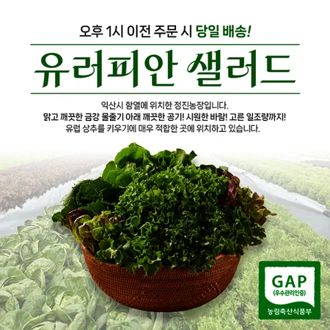 샐러드상추쌈채소 5~6종 1kg