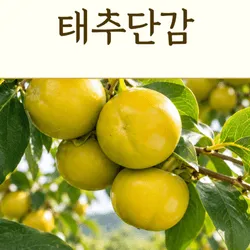태추단감 중대과 2.5kg