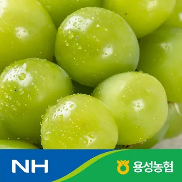 용성농협 샤인머스켓 정품 2kg 2~3수