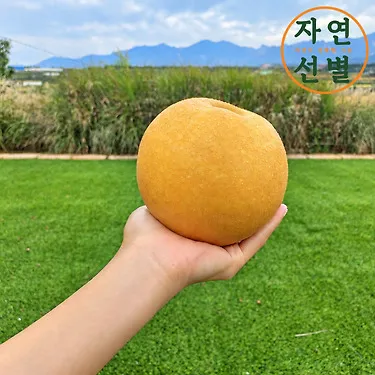 2026 햇배 대과 2.5kg