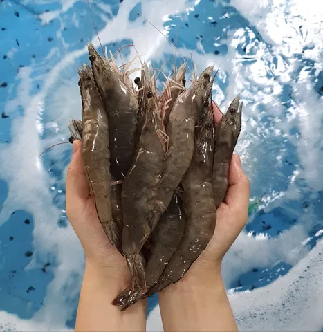 당일작업 생물 흰다리새우 1kg 30미