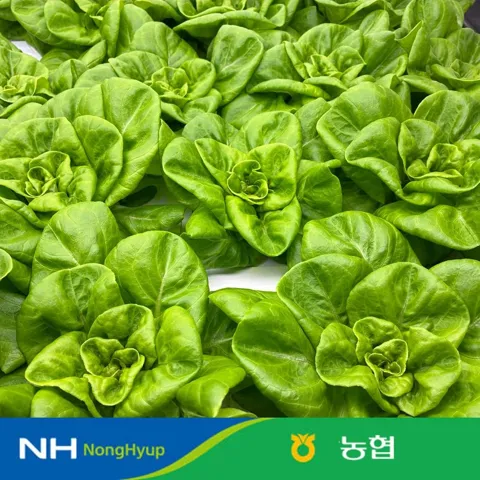 (농할) 농협 샐러드 쌈채소 1kg 3~4종