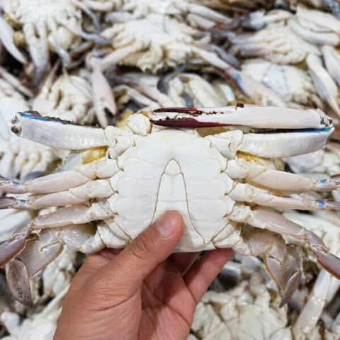 활 숫꽃게 1kg + 1kg 총 2kg