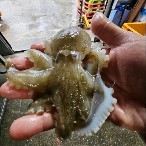 국내산 제철 활 주꾸미 1kg