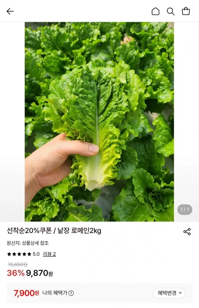 [롯데온] 국내산 산지직송 낱장 로메인 2kg (7,900원/무배)