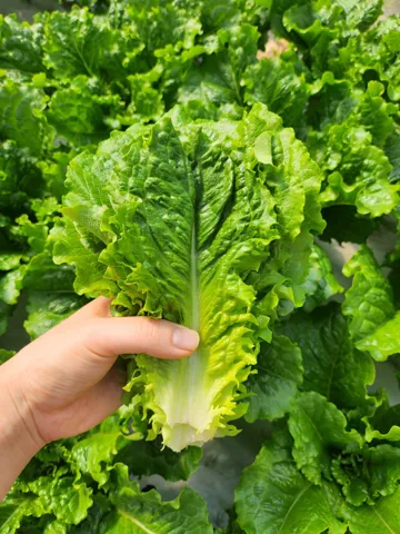 국내산 산지직송 낱장 로메인 2kg