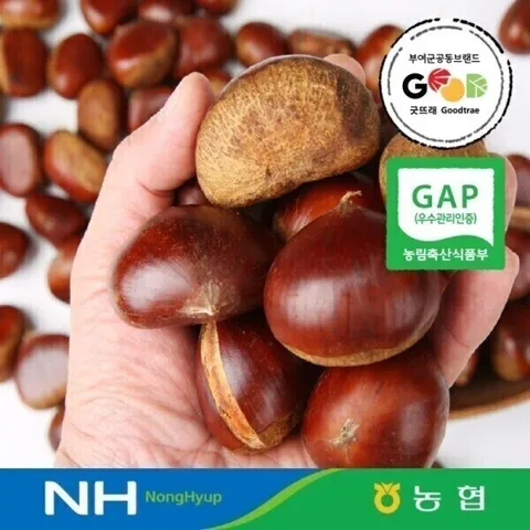 지마켓] 26년 부여 밤 햇 알밤1kg(특사이즈) GAP